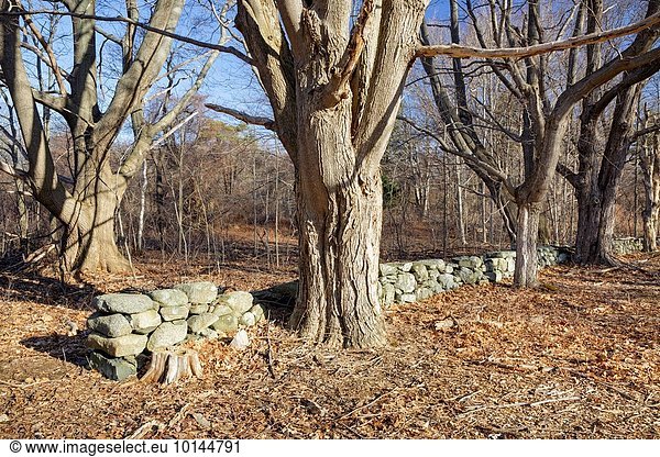 Vereinigte Staaten von Amerika USA Steinmauer Baum Boden Fußboden Fußböden groß großes großer große großen zeigen Roggen Hampshire Linie Ahorn neu