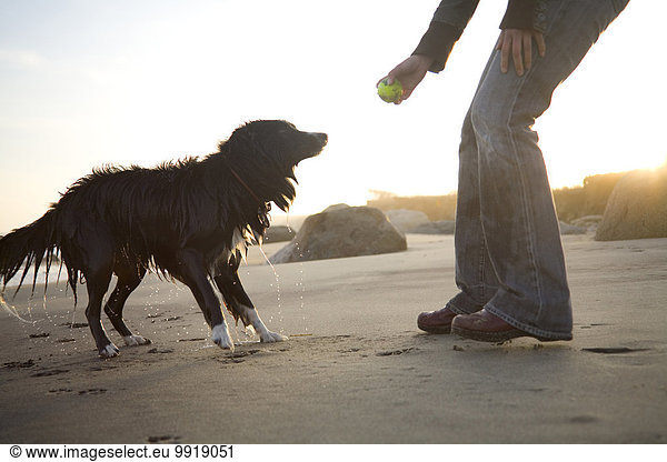 Vereinigte Staaten von Amerika USA Strand Hund Spiel Weinberg