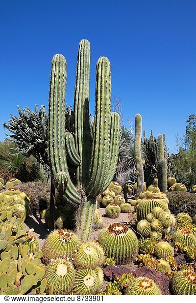Vereinigte Staaten von Amerika  USA  Wüste  Bibliotheksgebäude  Garten  Kaktus  Kalifornien  voll  San Marino  Sonne