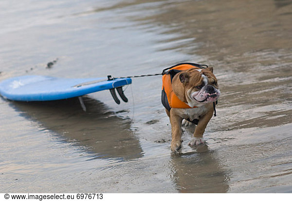 Vereinigte Staaten von Amerika USA ziehen Surfboard Wellenreiten surfen Hund Brandung