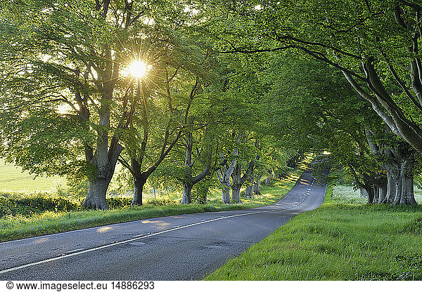 Vereinigtes Königreich  England  Dorset  von Buchen gesäumte Straße mit Sonnenstrahlen