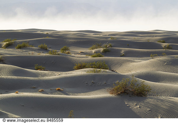 Vereinzelte junge Honig-Mesquite B‰ume (Prosopis glandulosa torreyana) auf den Mesquite Flat Sand Dunes in den fr¸hen Morgen  Death Valley  Death Valley National Park  Kalifornien  USA