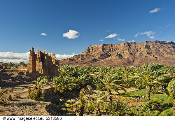 Verfallende Kasbah  aus Stampflehm errichtete Wohnburg der Berber  und Palmenhain vor der Bergkette des Tafelberg Djebel Kissane  Draa-Tal  Südmarokko  Marokko  Afrika