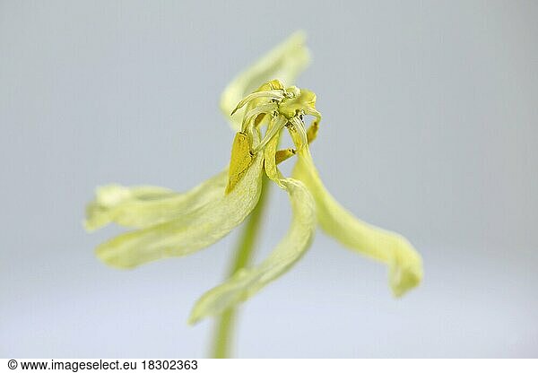 Vergänglichkeit  Tulpe (Tulipa)  Deutschland  Europa