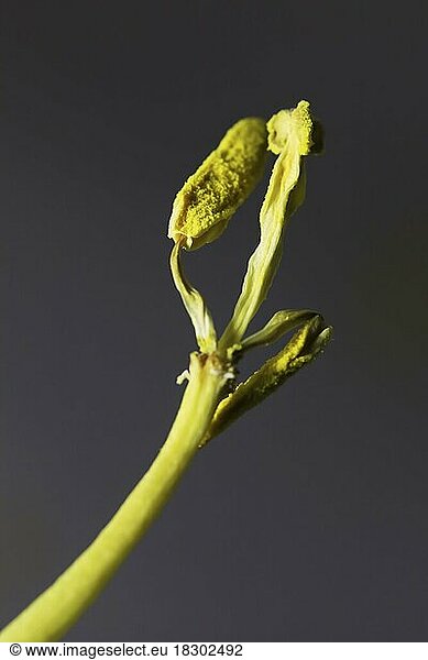 Vergänglichkeit  Tulpe (Tulipa)  Deutschland  Europa
