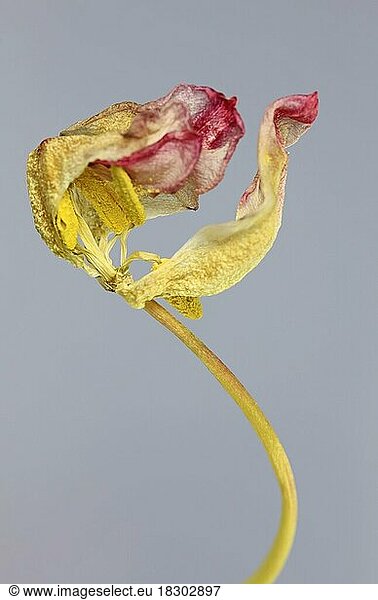 Vergänglichkeit  Tulpe (Tulipa)  Deutschland  Europa