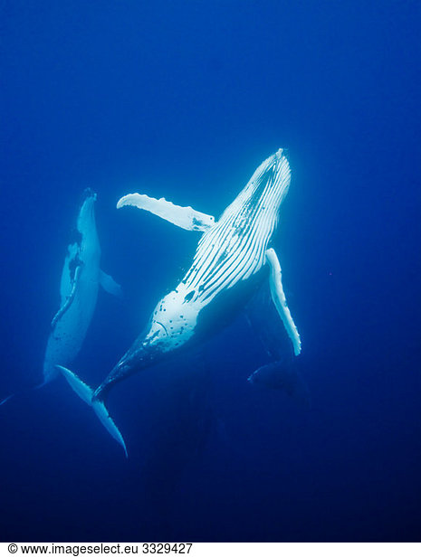Verhalten von Buckelwalen