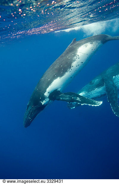 Verhalten von Buckelwalen