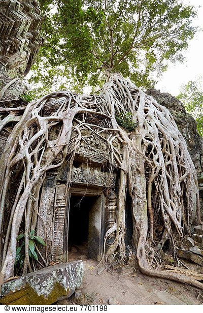 verheddert  Ruine  Wurzel  Angkor  Asien  Kambodscha