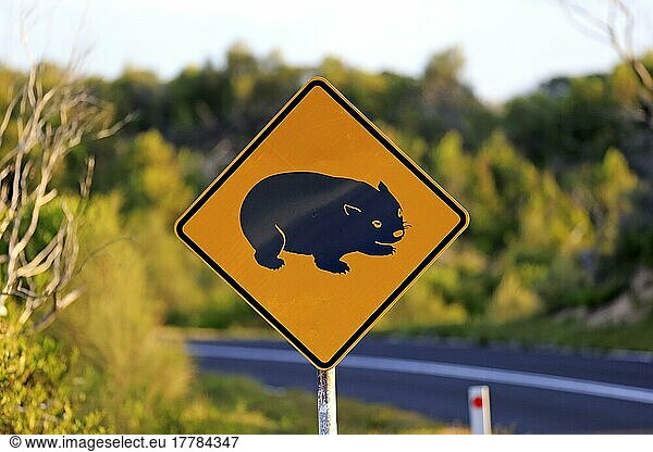 Verkehrszeichen  Vorsicht  Tierschutz  Naturschutz  Wombat  Victoria  Australien  Ozeanien