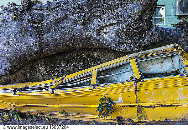 verlassener Schulbus unter einem Baumstamm im botanischen Garten zerquetscht  Roseau  Dominica