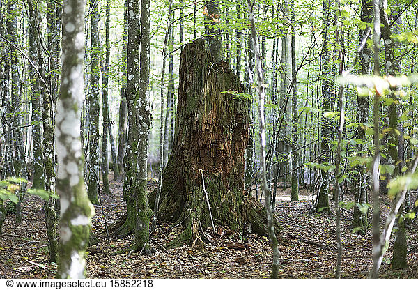 Verrottender Baumstamm im Bayerischen Wald