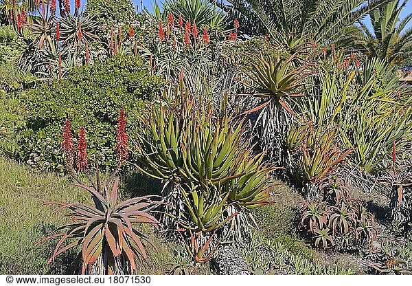 Verschiedene Aloearten (Aloe)  Lamberts Bay  West Kap  Westkap  Südafrika