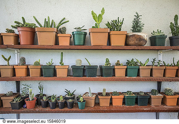 Verschiedene Kakteen und Sukkulenten im Regalgarten.