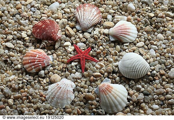 Verschiedene Muscheln  darunter Pilgermuscheln  sternförmig angeordnet um roten Seestern  Hintergrund Meereskies