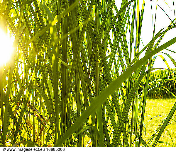 Verschiedene Pflanzenbestände  die für die Biomasseforschung angebaut werden