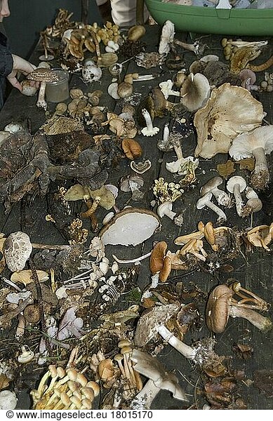 Verschiedene Pilzarten auf einem Pilzstreifzug gesammelt