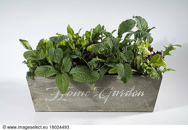Verschiedene Sorten Salat (Latuca sativa var.)