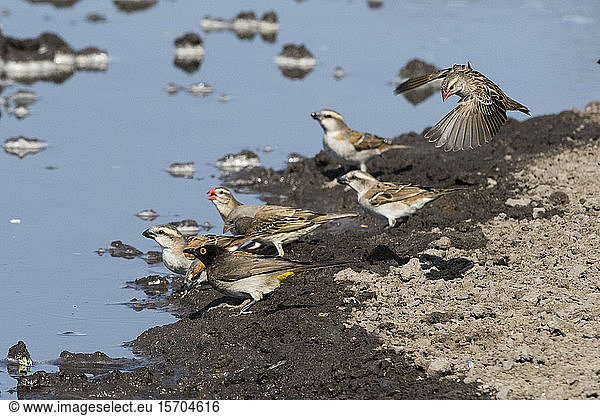 Verschiedene Vogelarten am Wasserloch gesammelt  Kalahari  Botswana