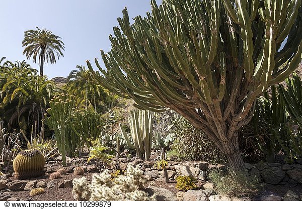 Verschiedenen Kakteen (Cactus)  Kakteengarten im Parque Palmitos  Nähe Playa del Ingles  Gran Canaria  Kanarische Inseln  Spanien  Europa