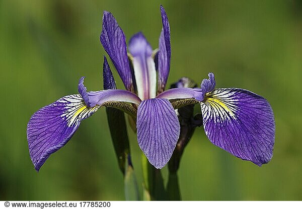 Verschiedenfarbige Schwertlilie (Iris versicolor)  Schleswig-Holstein  Deutschland  Europa