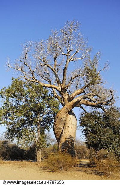 Verschlungene Baobab (Adansonia grandidieri)  Morondava  Madagaskar  Afrika
