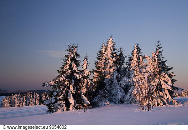 Verschneite Bäume am Fichtelberg im Morgenlicht  Erzgebirge  Sachsen  Deutschland  Europa