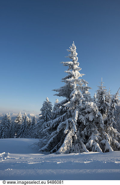 Verschneite Bäume  Winterlandschaft am Gaisberg  Salzburg  Österreich  Europa