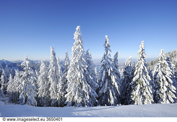Verschneite Fichten auf dem Wallberg  Oberbayern  Bayern  Deutschland  Europa