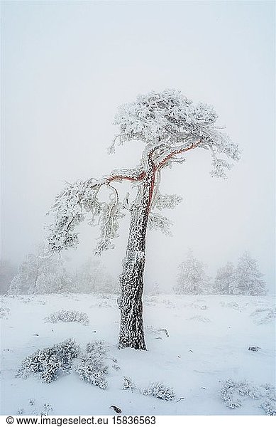 Verschneiter Baum hell mit sehr verschneitem Hintergrund
