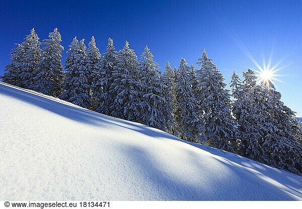 Verschneiter Nadelwald  Schwyz  Schweiz  Europa