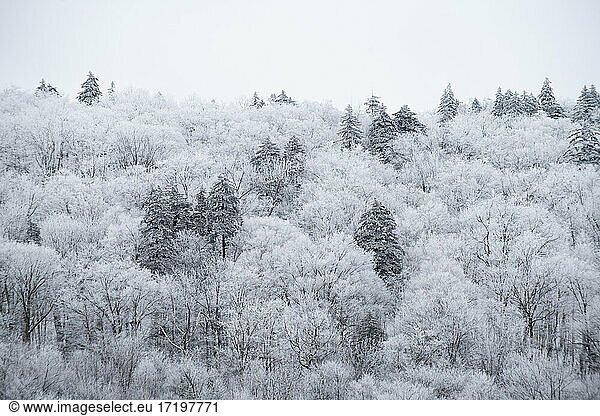 Verschneiter Wald Winter Weißer Berghang mit hohen Kiefern