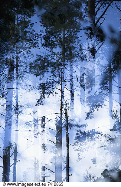 Verschwommene Sicht auf Bäume im Wald