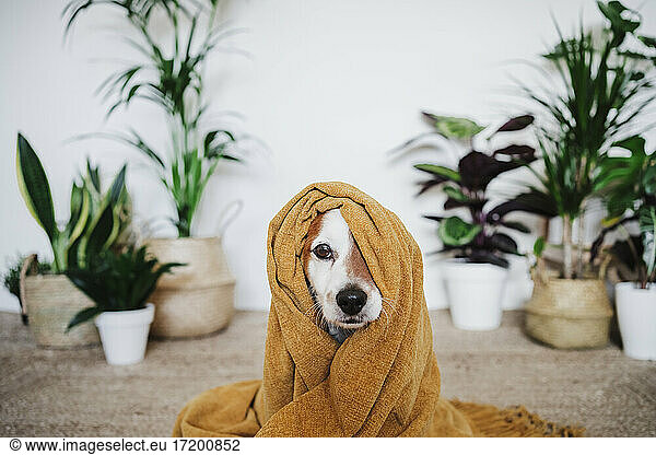 Verspielter Hund in Decke gehüllt zu Hause sitzend