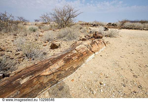 Versteinerter Wald oder Petrified Forest  Damaraland  Namibia  Afrika