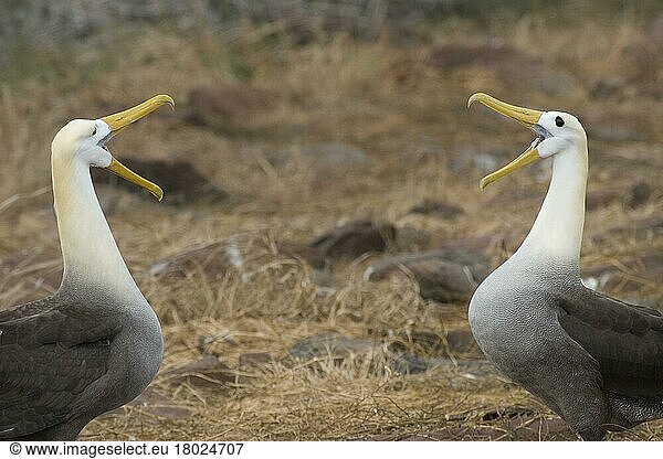 Verstreuung gewellter Albatrosse auf der Insel Espanola  Galapagos