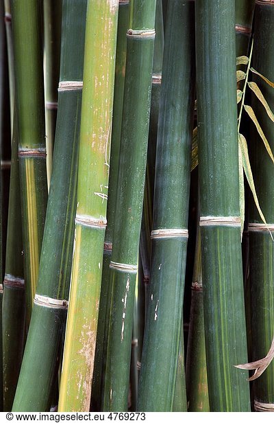 vertical close-up of a group of thin bamboo stems  one of which is lighter green than the others