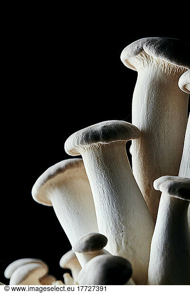 Vertical close up of edible King Oyster Mushroom