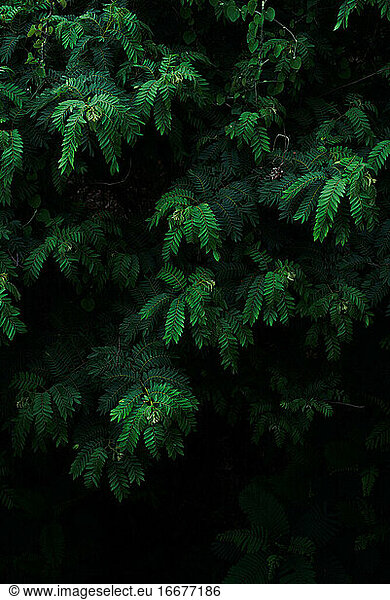 Vertical fresh green leaves with dark tone background