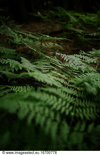 Vertical of ferns growing in forest