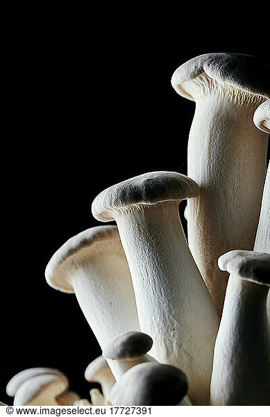 Vertikale Nahaufnahme eines essbaren Austernpilzes (King Oyster Mushroom)