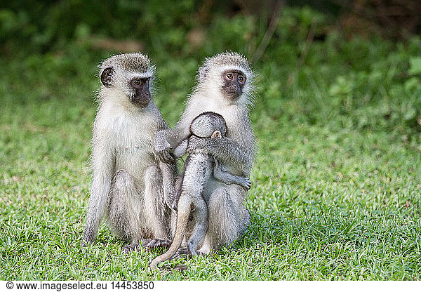 Vervet monkeys  Chlorocebus pygerythrus  sit upright in green short grass  looking away  mother hugging baby into chest
