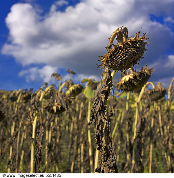 Verwelkte Sonnenblumen (Helianthus annuus)  Sonnenblumenfeld  Limagne  Auvergne  Frankreich  Europa