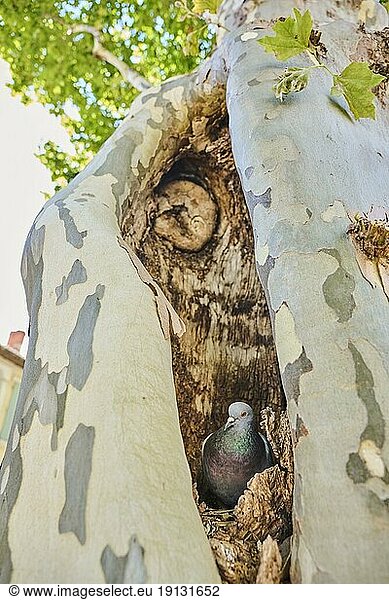 Verwilderte Haustaube (Columba livia domestica) auf einem Nest in einer Spalte in einem Baumstamm  Camargue  Frankreich  Europa
