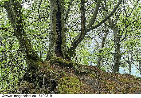 Verwurzelte Buche (Fagus sylvatica) am Steilhang auf Rügen im Frühling  Nationalpark Jasmund  Sassnitz  Mecklenburg-Vorpommern  Deutschland  Europa