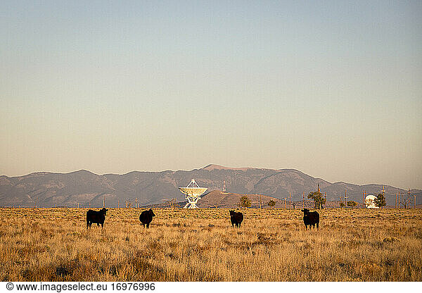 Very Large Array-Satellitenschüsseln und Kühe in New Mexico