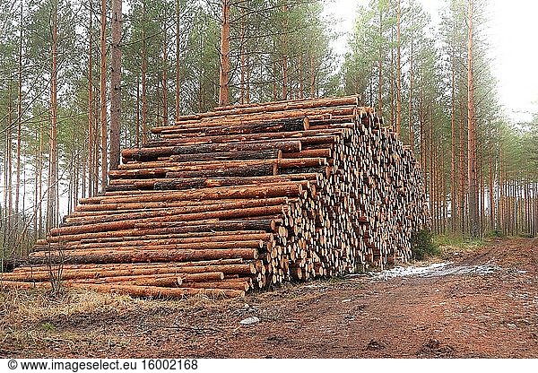Very large pile of pine logs on a logging site in pine forest in early spring with fog around treetops. Finland. March 2020.