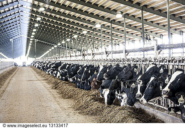 Verzehr von Holstein-Rindern im Milchviehbetrieb