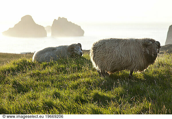 Vestmannaeyjar (English: The Westman Islands) off the south coast of Iceland.