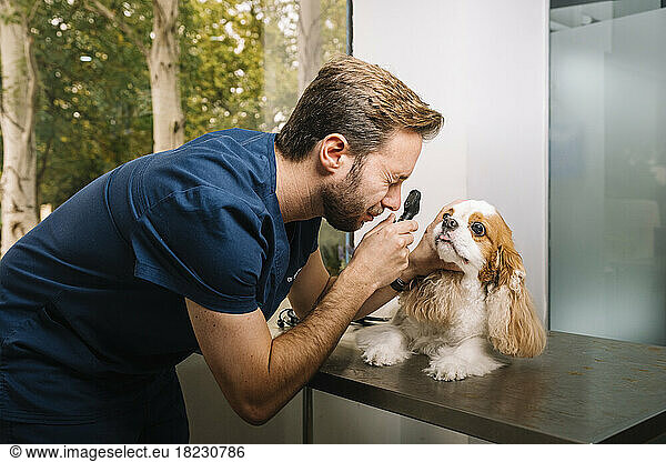 Veterinarian examining dogs eye with medical equipment at clinic